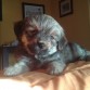 AQUI ESTA EL DIA QUE LE ADOPTE DE LA PERRERA CON DOS MESES. EL DIA 20 DE JUNIO CUMPLIRA UN MES EN CASA.